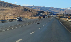 Van'da araçların çarptığı 2 tilki, 1 kartal ve 1 tavşan telef oldu
