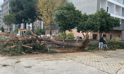 Aydın'da çam ağacı bir anda yola devrildi