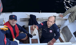 Balıkesir'de denize düşen yavru kedi kurtarıldı