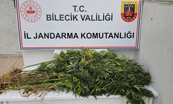Bilecik'te jandarma tarafından 19 kök kenevir bitkisi ele geçirildi