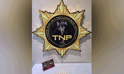 Tokat'ta zehirli madde operasyonu, 500 içimlik bonzai ele geçirildi