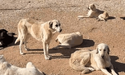 Yeni Hayvan Bakımevi’nde çalışmalar sürüyor