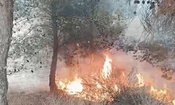 Adana'da bir çocuğun çıkardığı öne sürülen yangında 100 zeytin ağacı yandı