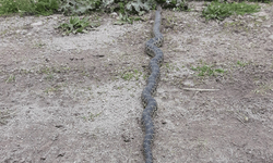 Afyon'da engerek yılanı görüntülendi