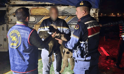 Afyon’da küçükbaş hırsızlığına JASAT müdahalesi: 4 gözaltı