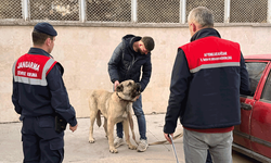 Afyonkarahisar'da köpek dövüştüren şahıslara jandarma baskını:12 gözaltı