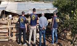 Aydın Germencik’te çalınan hayvanlar bulunarak sahibine teslim edildi