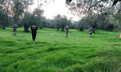 Balıkesir'de zeytin hırsızlığına karşı komandolar sahada