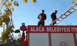 Çorum'da ağaçta mahsur kalan yavru kedi itfaiye ekiplerince kurtarıldı