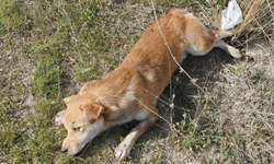 Denizli'de yol kenarında ölü köpekler bulundu