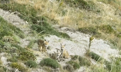 Erzincan'da tilki ailesi havadan görüntülendi