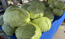 Eskişehir’de 11 kiloluk dev lahanalar görenleri şaşırtıyor