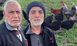 Eskişehir’de başıboş köpekler tavukları telef etti, mahalleli nöbette