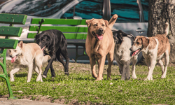 Eskişehir’de sokak hayvanları için birlik seferberliği başladı