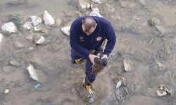 Gümüşhane'de Harşit Çayı'na düşen tavuğu ekipler kurtardı