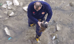 Gümüşhane'de Harşit Çayı’na düşen tavuk itfaiye tarafından kurtarıldı