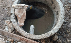 Hatay'da kuyuya düşen ineği itfaiye kurtardı