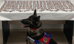 Kastamonu'da zehir operasyonu: 344 adet hap ele geçirildi