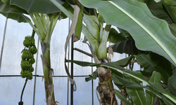 Mersin'de şaşırtan hırsızlık vakası