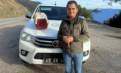 Muğla'da yasadışı Kınalı Keklik satışına 28 bin TL ceza