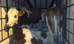 Muş'ta çalınan büyükbaş hayvanlar jandarma kontrolüne takıldı