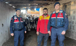 Nevşehir'de firar eden inekleri jandarma ekipleri buldu