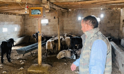 Şanlıurfa'da başobış köpekler koyunları telef etti