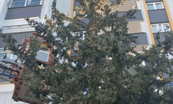 Adana'da köpekten kaçan kedi 3 gün ağaçta mahsur kaldı