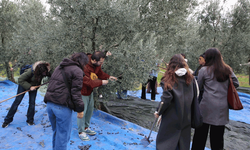 Bahçeden üretim tesisine: Gençler zeytinyağının yolculuğunu öğrendi