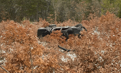 Bilecik'te iki otomobil çarpıştı: 4 kişi hastaneye kaldırıldı