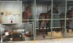 Çifteler’de şok olay: 215 kg at eti yakalandı