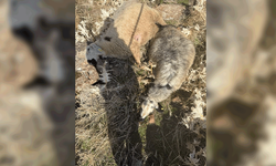 Elazığ'da sürüden ayrılan koyunları kurt kaptı