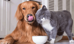 Eskişehir’de evcil hayvan sahiplerine kayıt uyarısı: Son tarih 31 Aralık