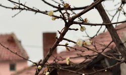 Eskişehir’de kayısı ağacı Aralık ayında çiçek açtı