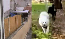 Eskişehir'de köpeğe eziyet eden şahıs yakalandı