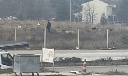 Eskişehir’de köpek sürüsü vatandaşları tedirgin etti