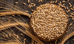 Eskişehir’de kuraklık alarmı: Çiftçi daha az su isteyen ürünlere yönelecek