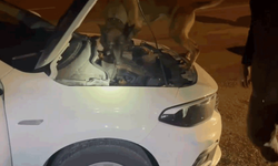 Kastamonu'da zehir operasyonu: 5 tutuklama