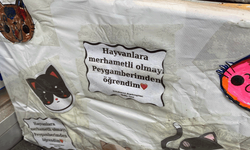 Kedi için verilen mesaj yürekleri ısıttı: “Ben Suzi, dilenci değilim”