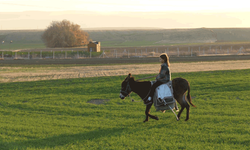 Küçük kız baba mesleği çobanlığı devam ettiriyor: Hayali veteriner hekim olmak