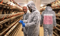 Kütahya'da yeni tavukçuluk işletmesine ilk resmi denetim