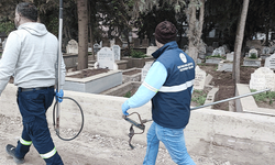 Adana'da sokak köpeği endişesi