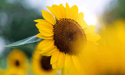 Afyon’da çiftçilere ayçiçeği tohumu desteği