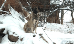 Artvin’de 6 kurt köye indi, Bekçi köpeği meydan okudu