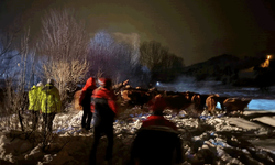 Erzincan'da hayvan yüklü tır kazası: 45 büyükbaş kurtarıldı