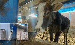 Eskişehir’de eksi dereceler besicileri de vurdu: Hayvanlar susuz kaldı!