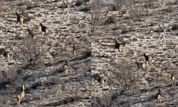Eskişehir'de görüntülenen geyikler hayran bıraktı