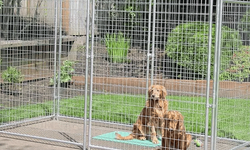 Eskişehir’de hayvanseverlerden köpeklerin toplatılmasına tepki