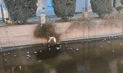 Eskişehir’de ilginç manzara: Porsuk üzerinde gezindiler!