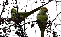 Eskişehir'de renkli görüntüler: Papağanlar parkı mesken tuttu